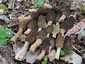 Hegyes kucsmagomba (Morchella deliciosa), Pilis